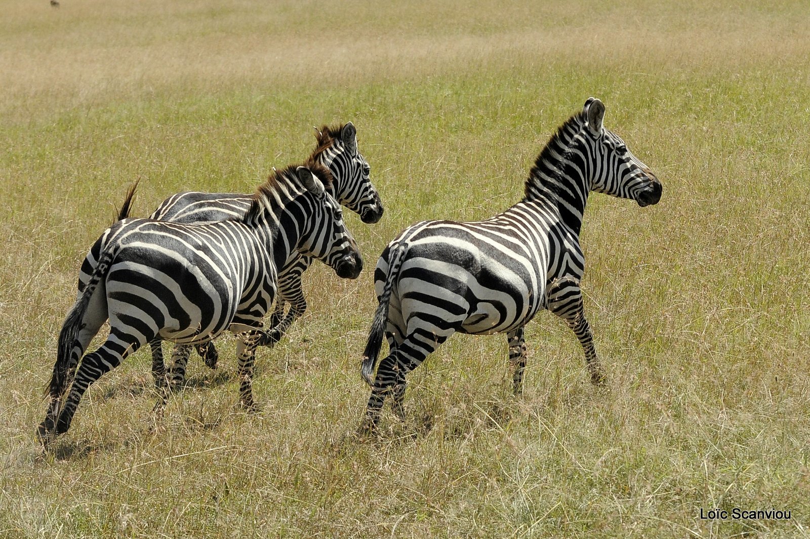 Zèbre/Zebra (15)