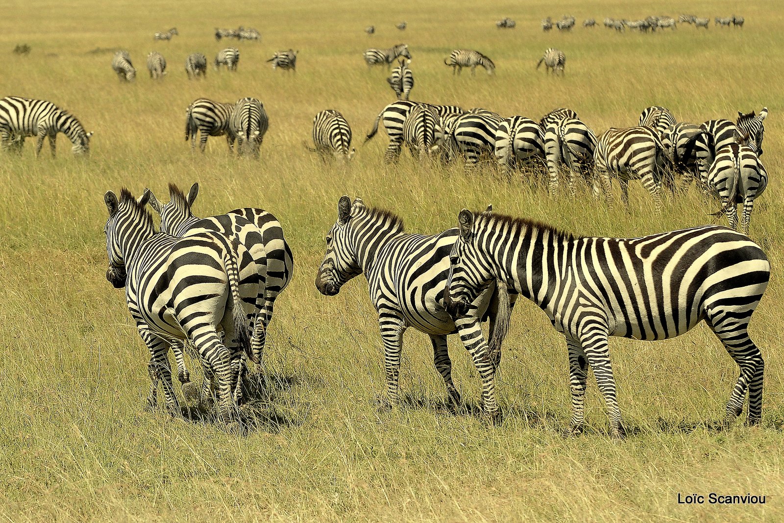 Zèbre/Zebra 