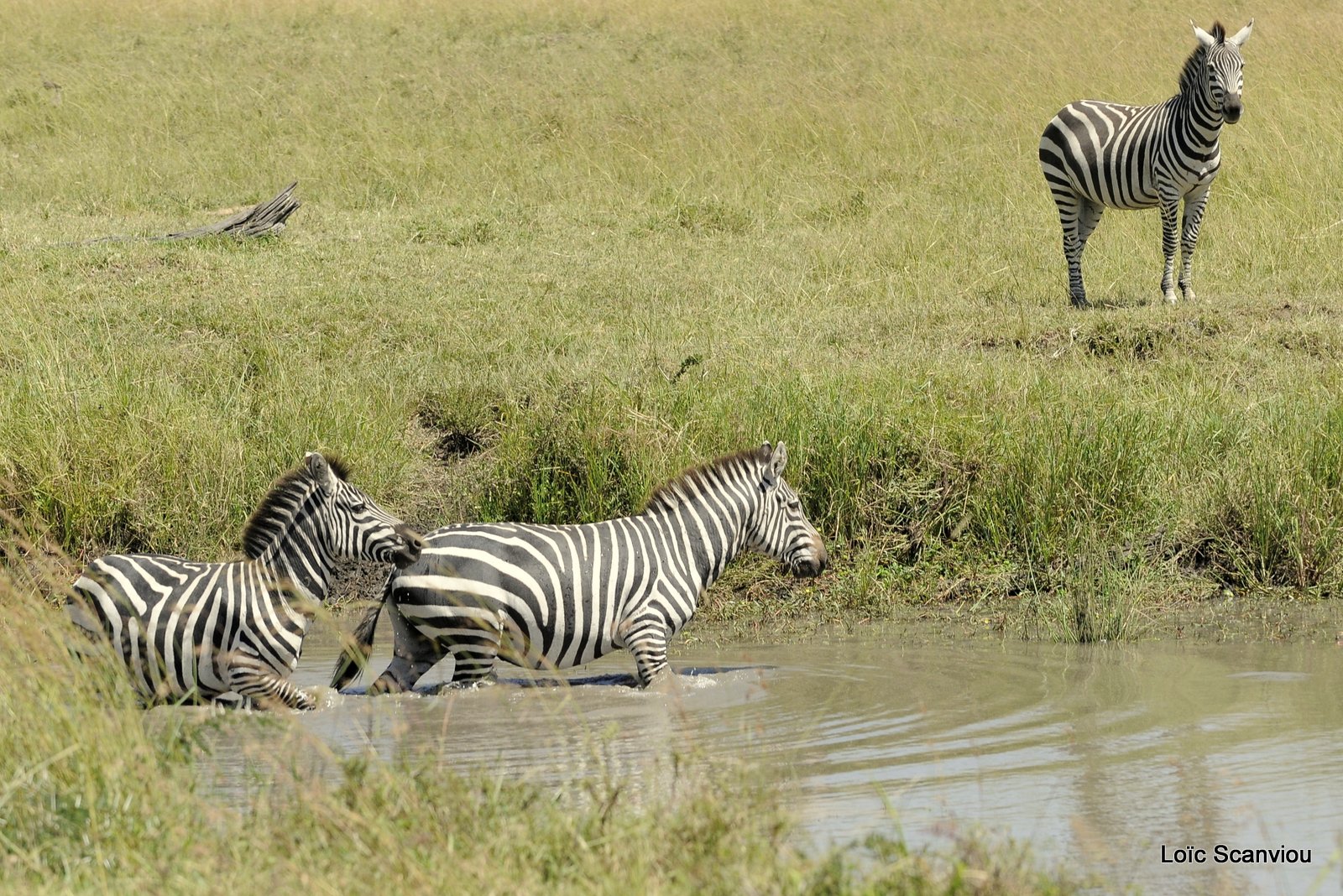 Zèbre/Zebra (16)