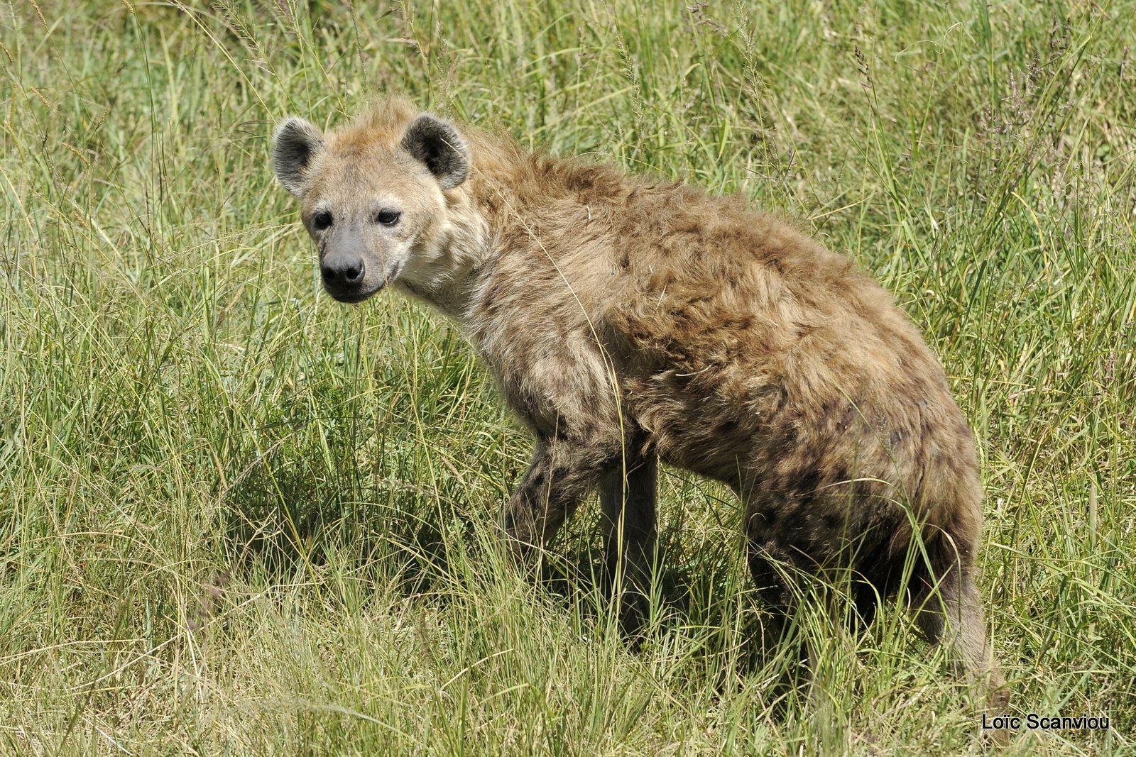 Hyène tachetée/Spotted Hyena (4)