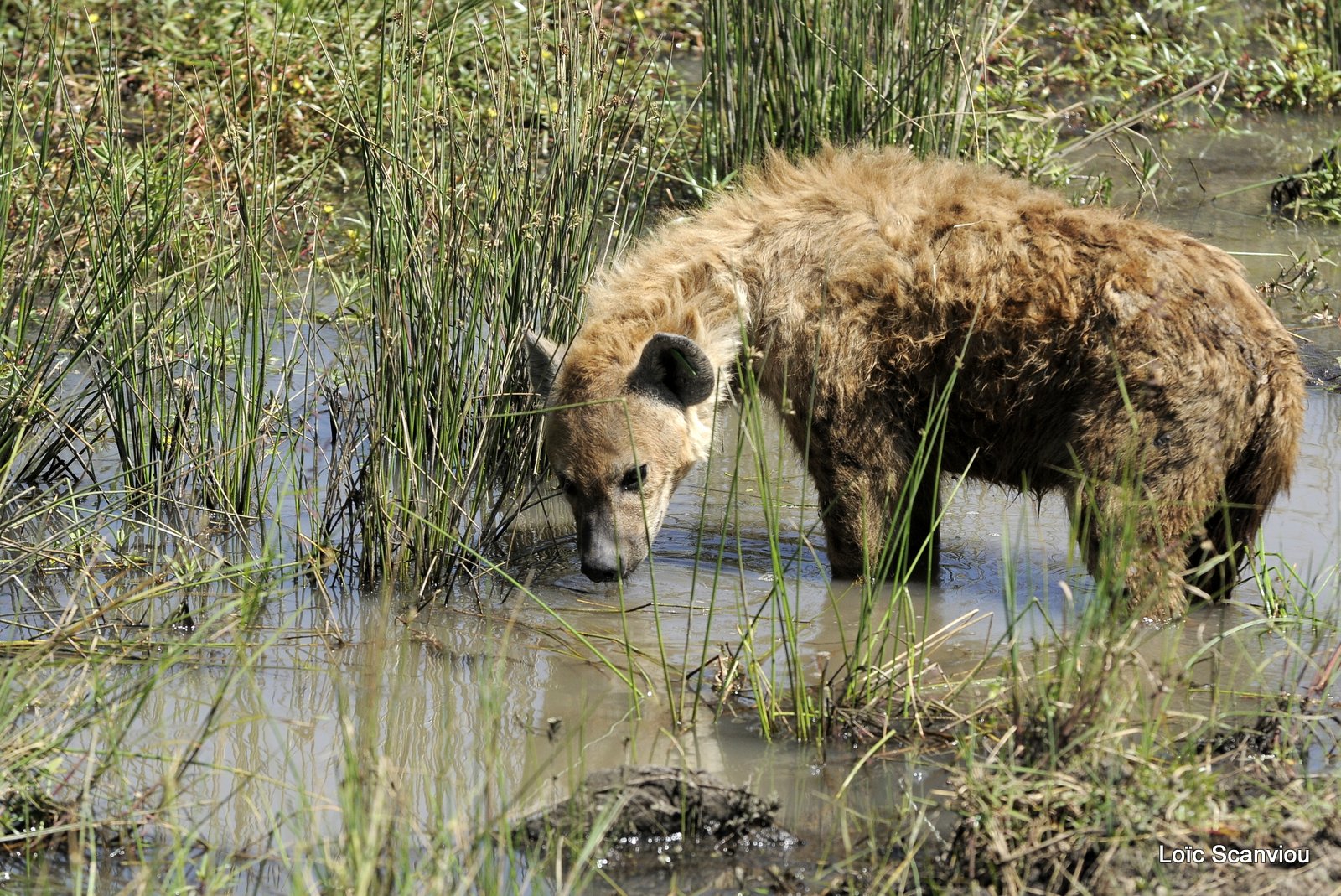 Hyène tachetée/Spotted Hyena (5)