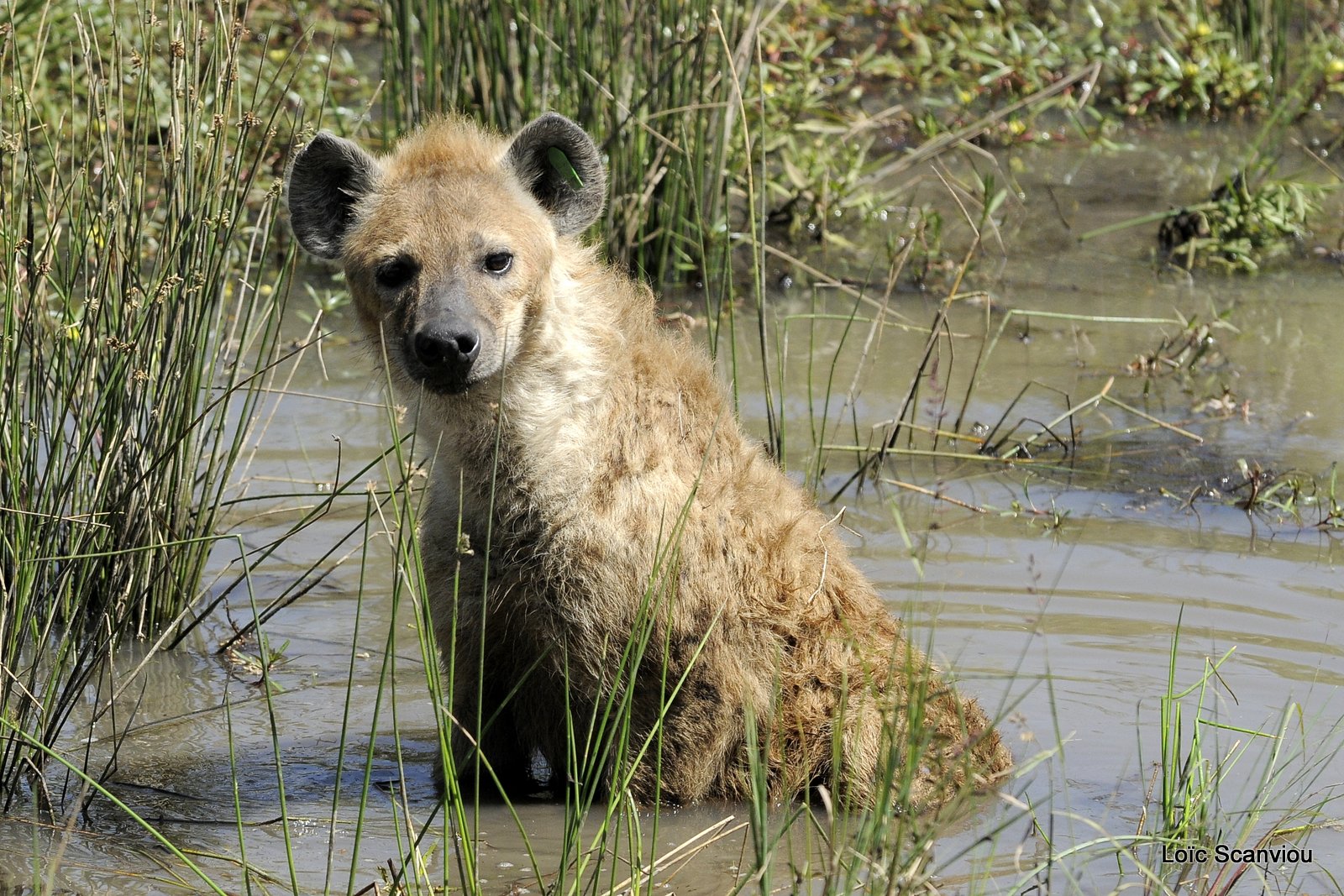 Hyène tachetée/Spotted Hyena (6)