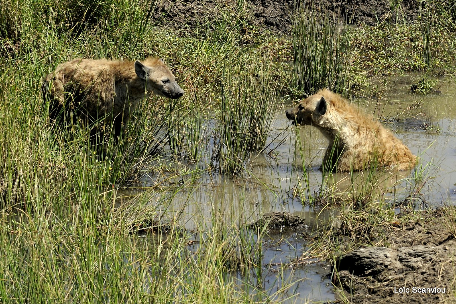 Hyène tachetée/Spotted Hyena (7)