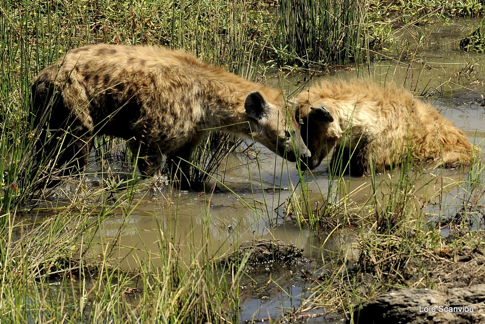 Hyène tachetée/Spotted Hyena (8)