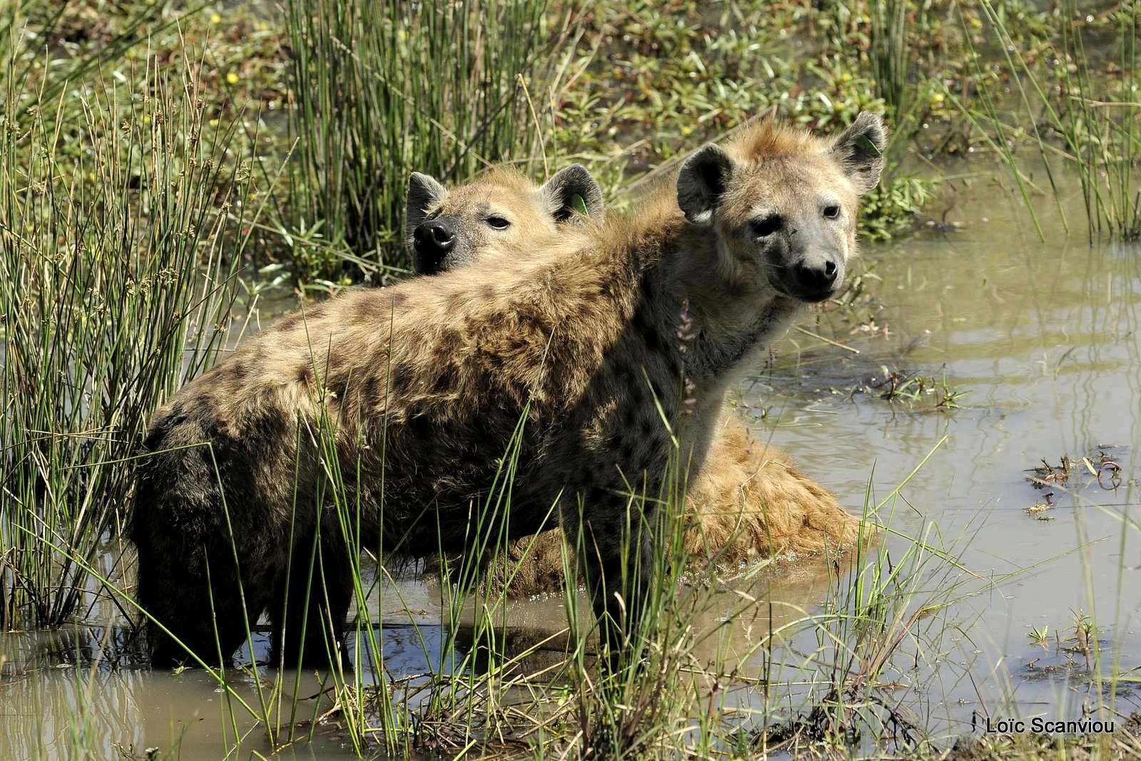 Hyène tachetée/Spotted Hyena (9)