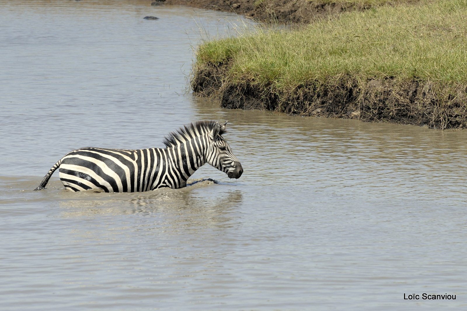 Zèbre/Zebra (17)