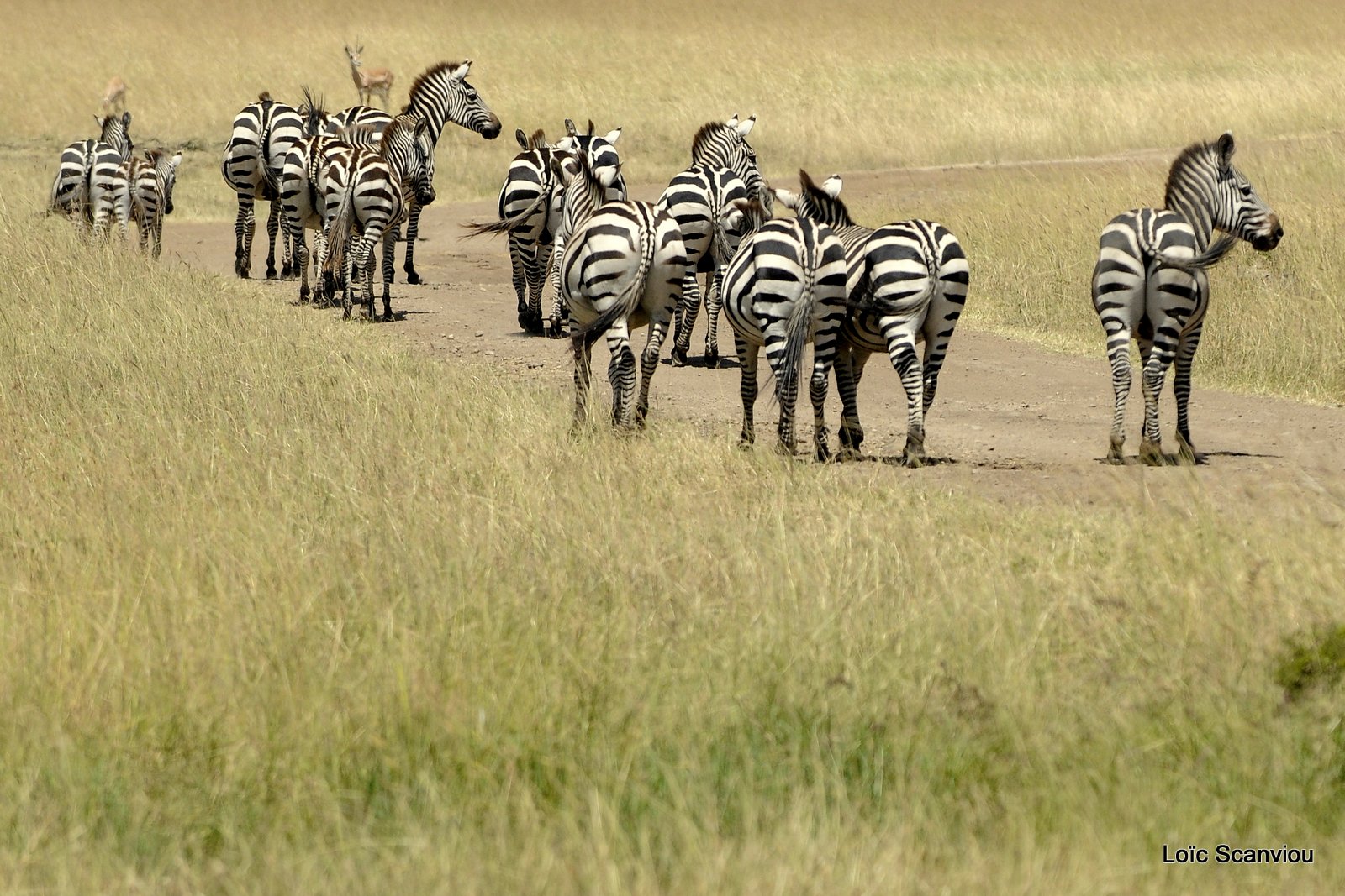 Zèbre/Zebra (19)