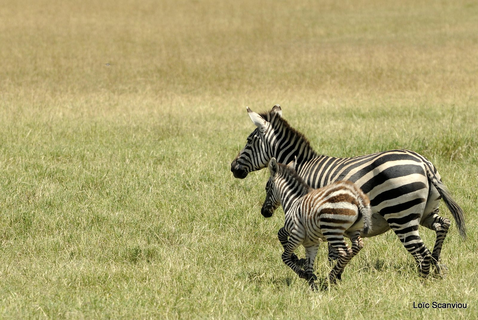 Zèbre/Zebra (20)