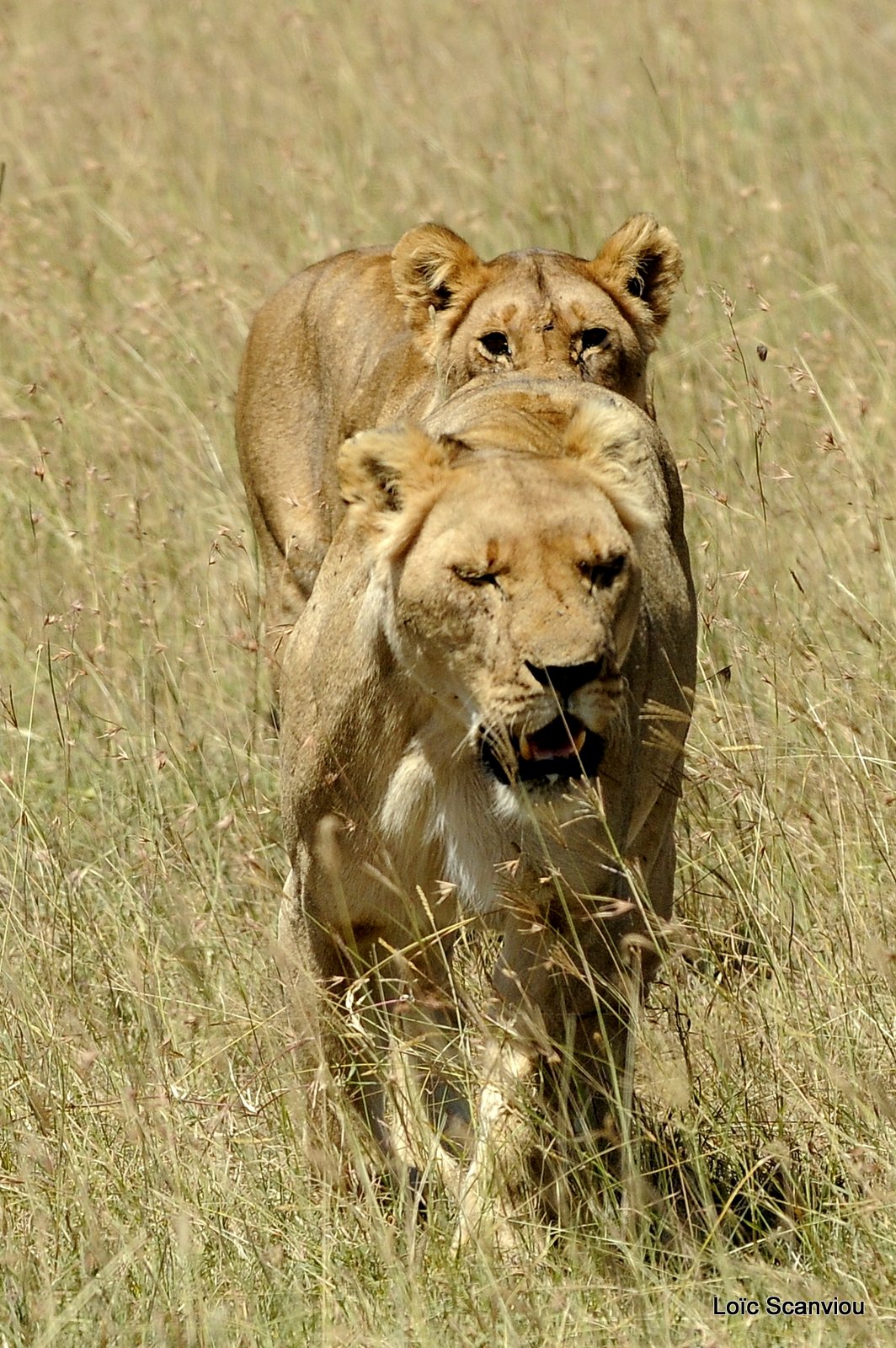 Lion (85)
