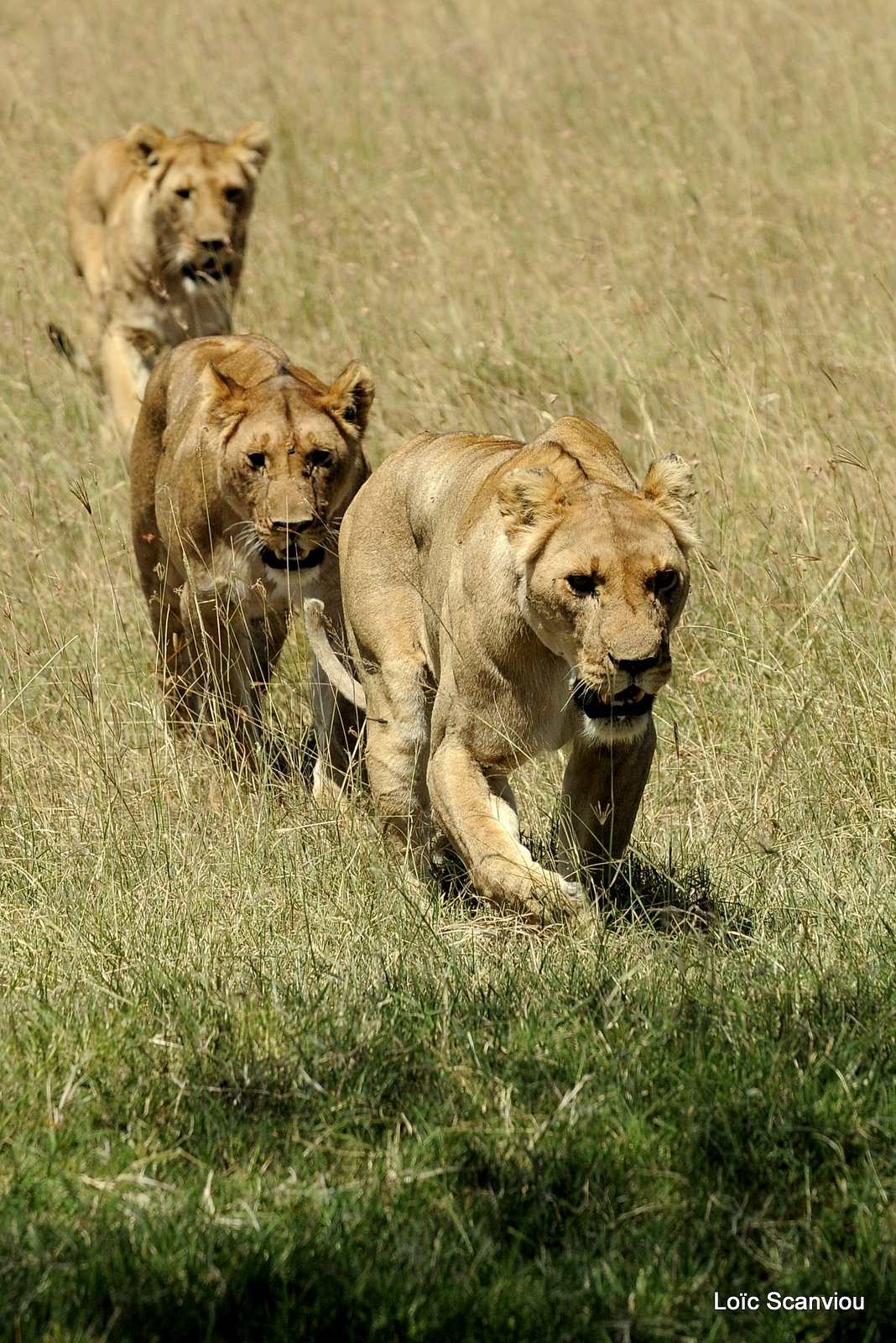 Lion (86