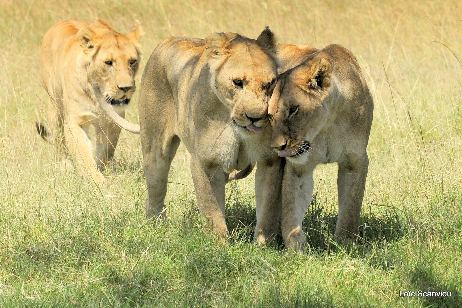 Lion (87)