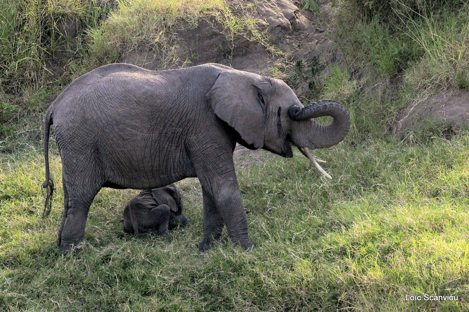 Eléphant (9)