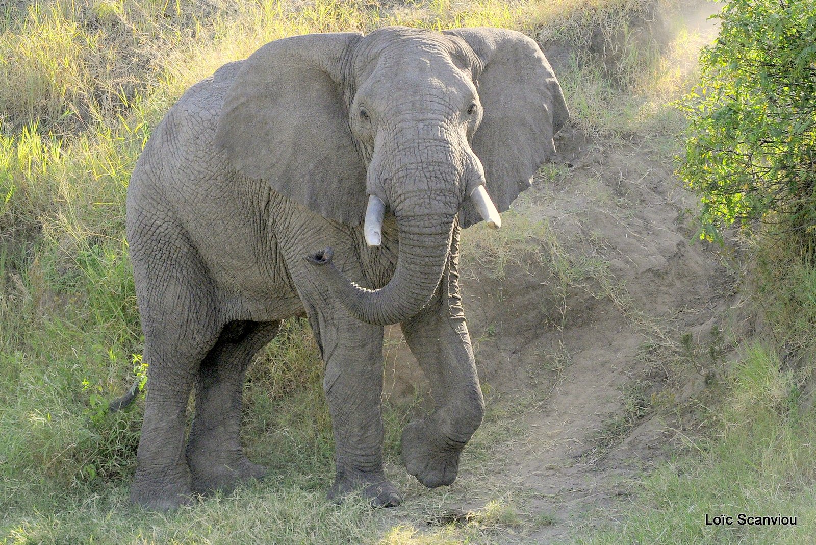 Eléphant (11)