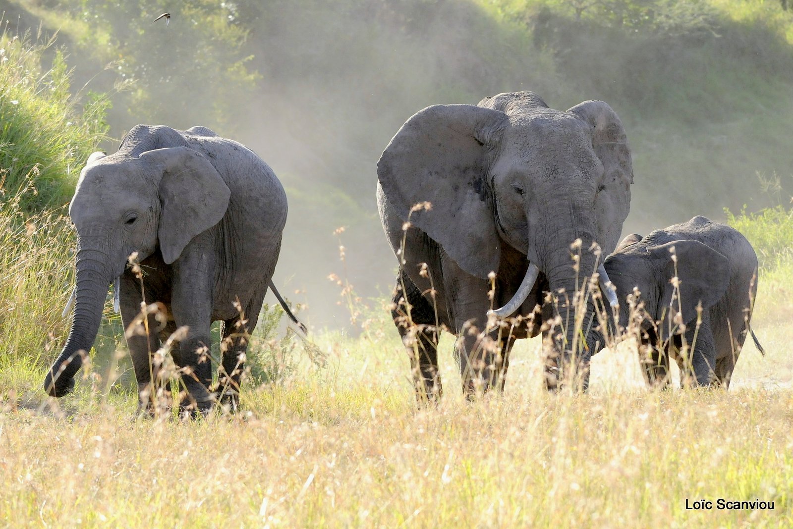 Eléphant (12)