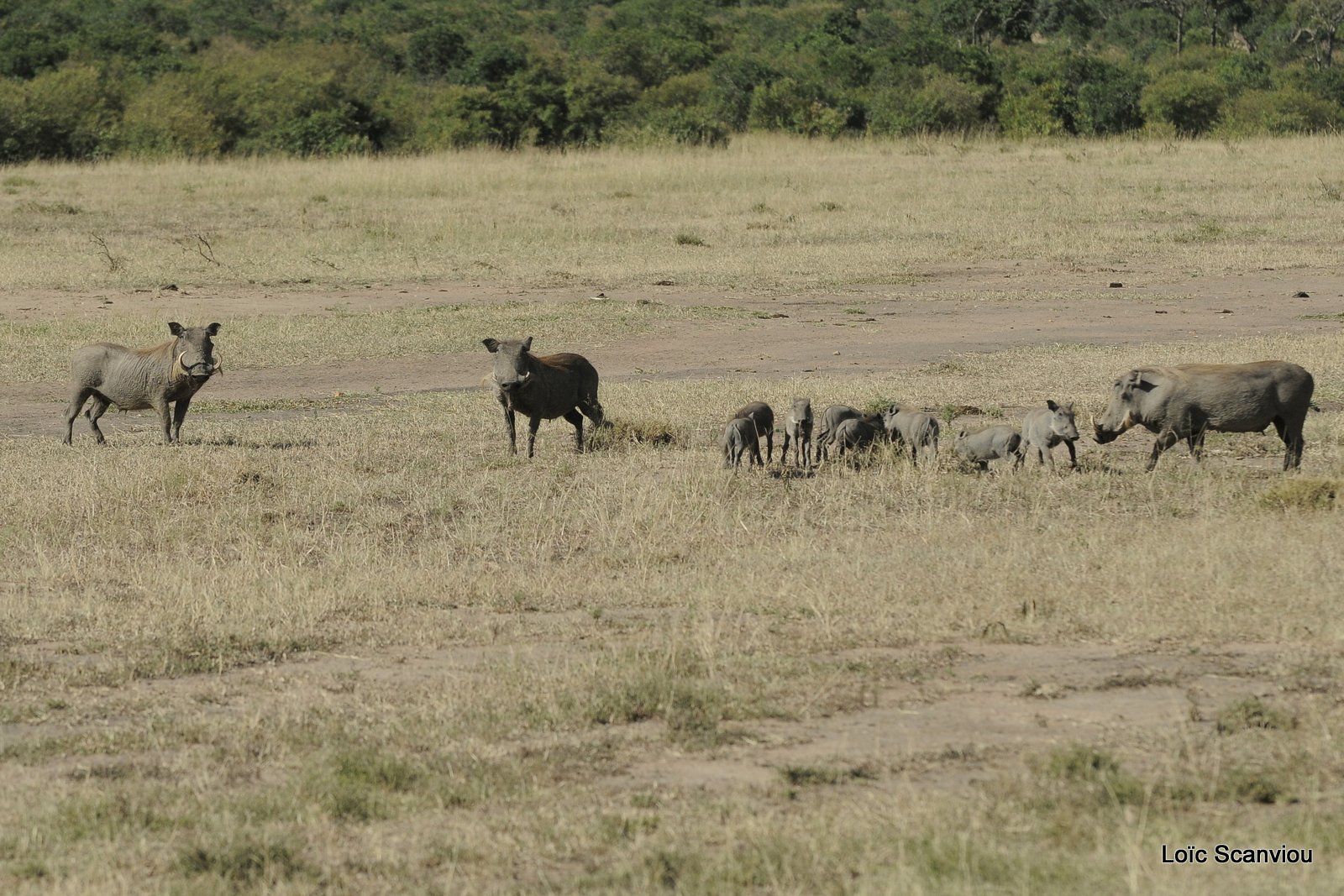Phacochère/Warthog (4)