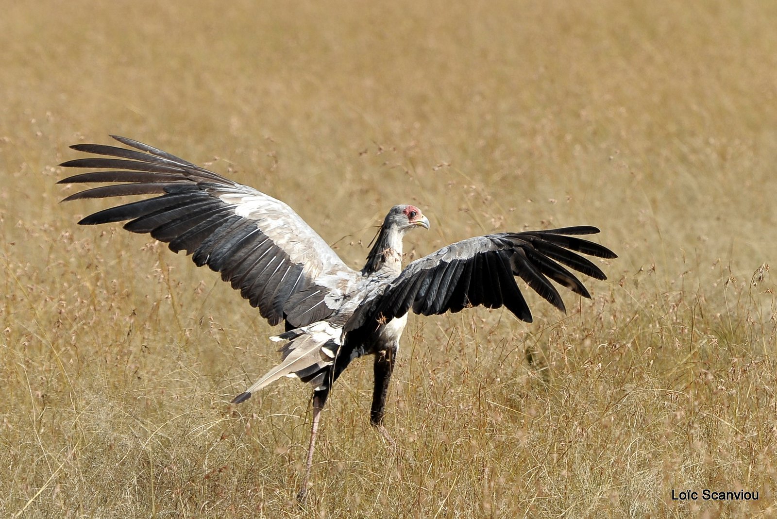 Messager sagittaire/Secretary Bird (1)
