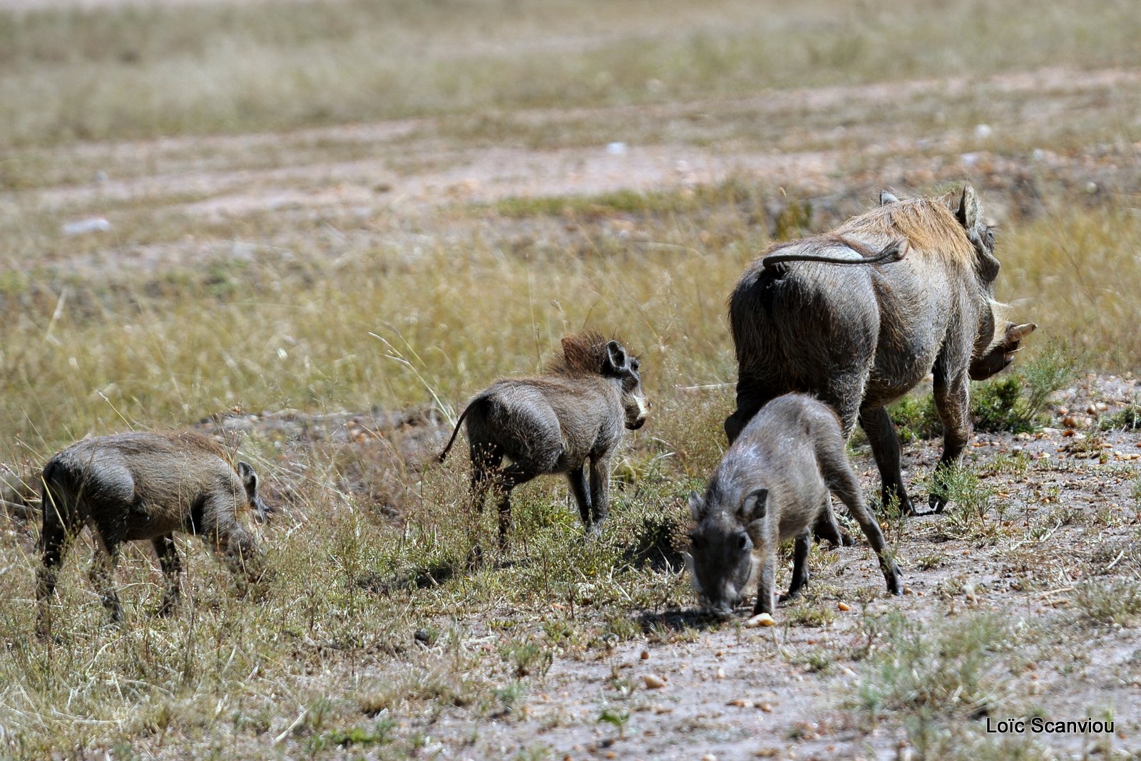 Phacochère/Warthog (5)