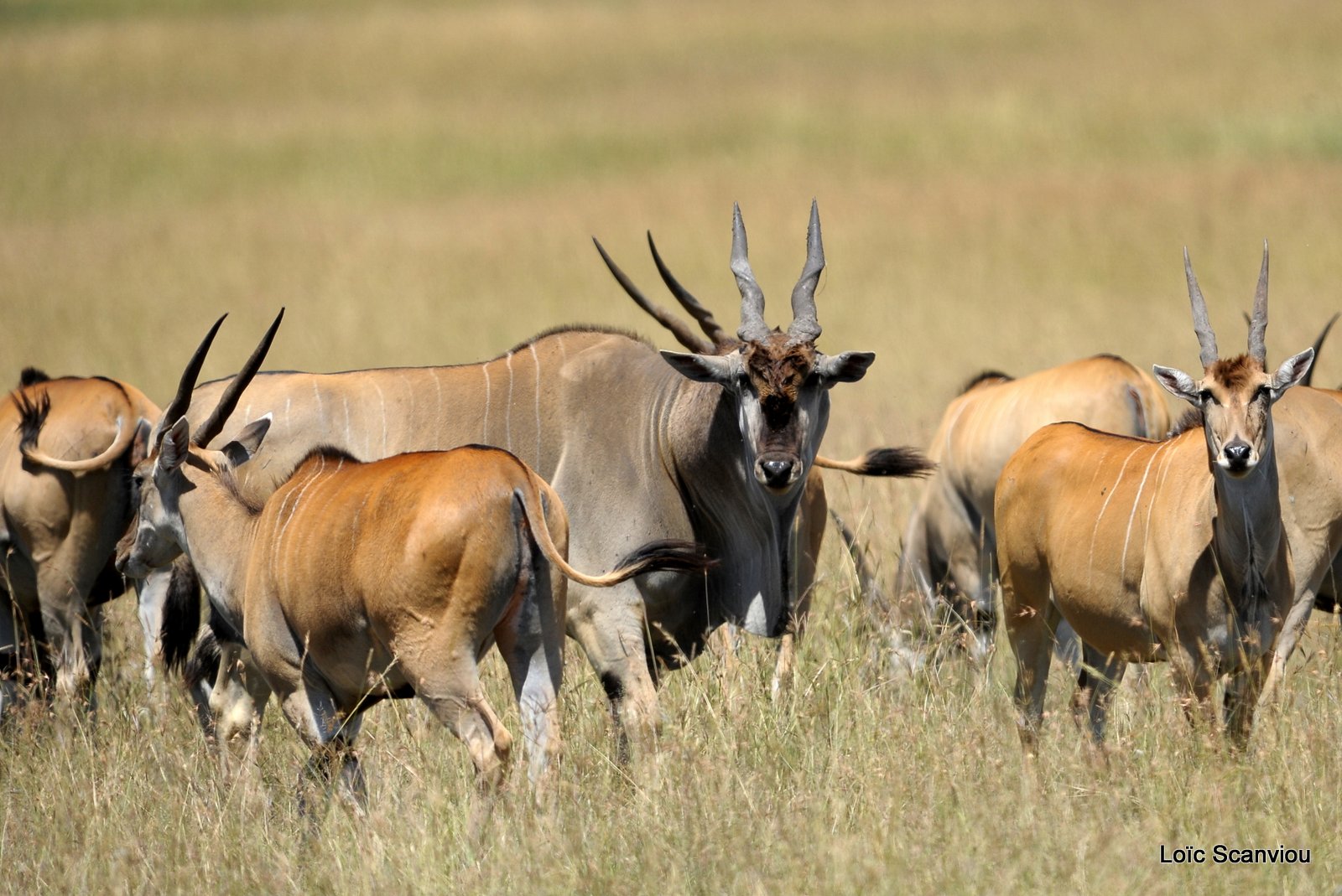 Eland du Cap/Cape Eland (4)