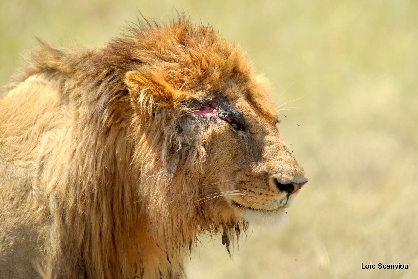 Lion (88)