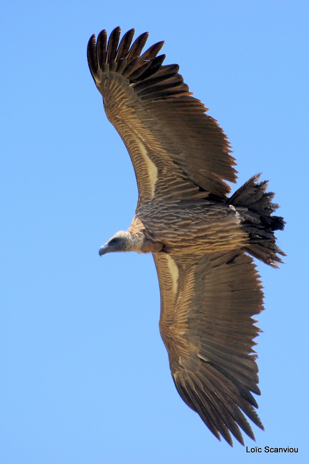 Vautour/Vulture (3)
