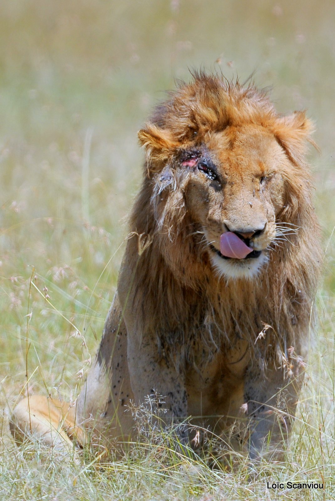 Lion (90)