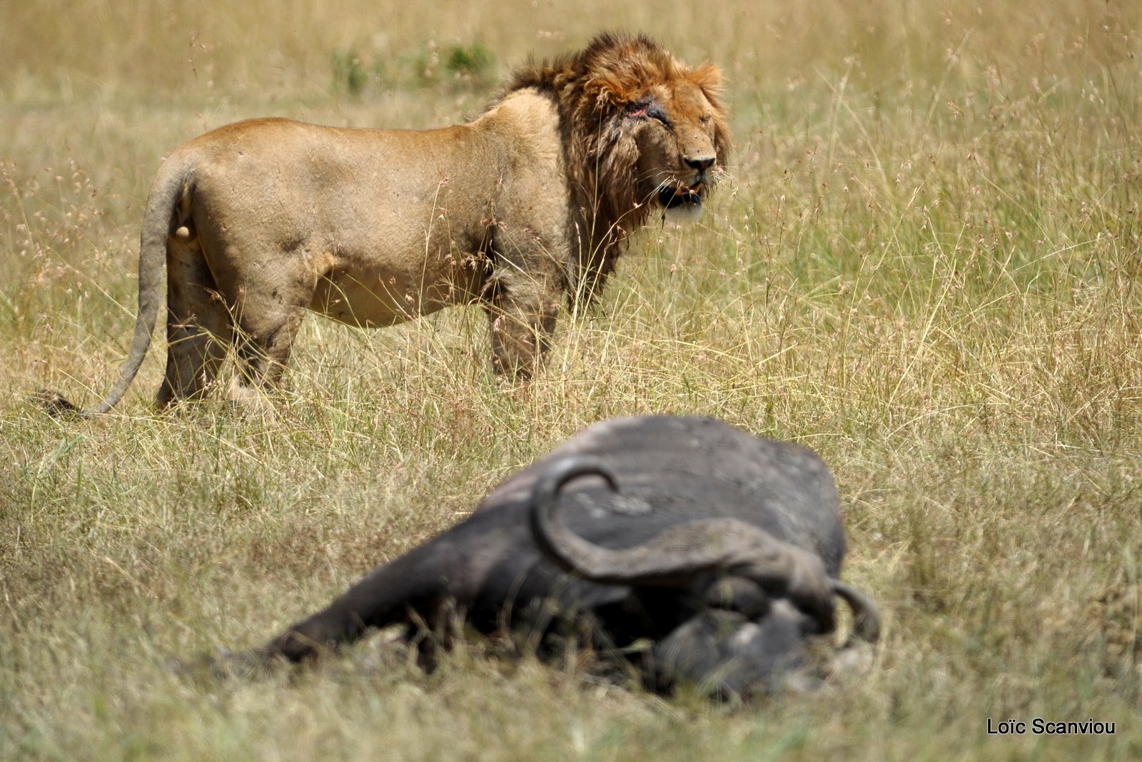 Lion (91)