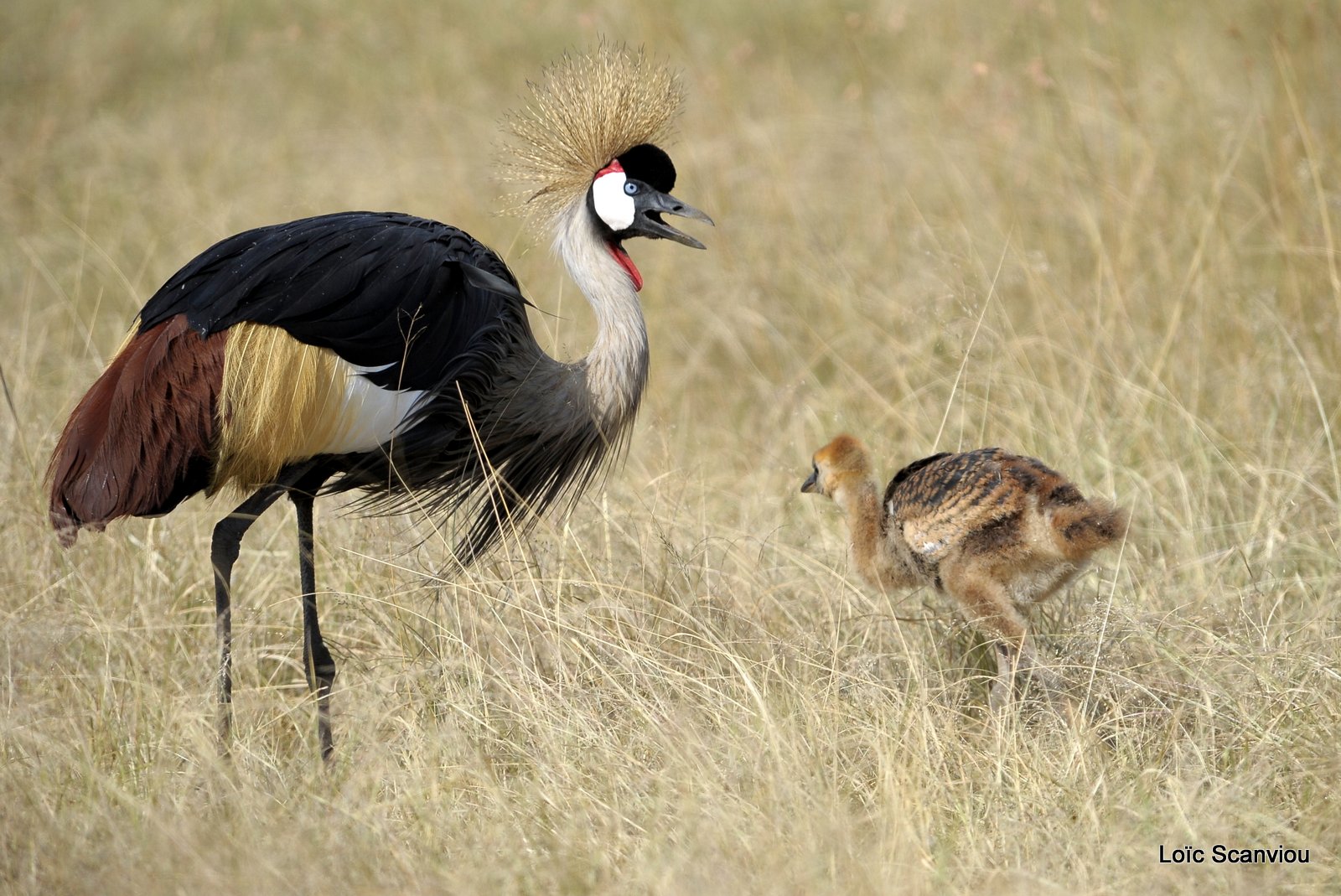 Grue couronnée/Grey-crowned Crane (2)