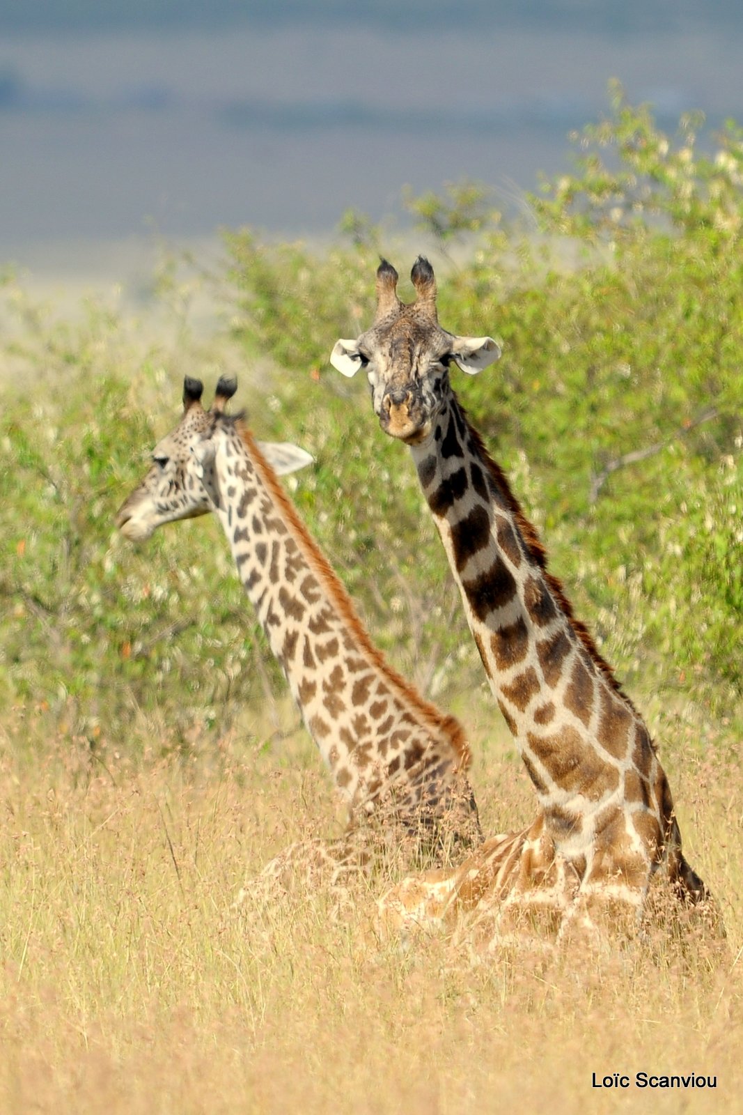 Girafe/Giraffe (7)