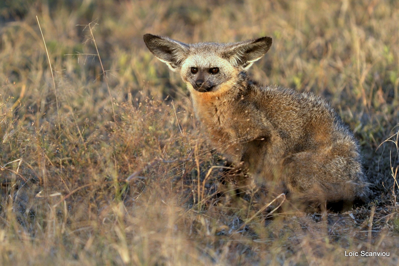 Otocyon/Bat-eared Fox (6)