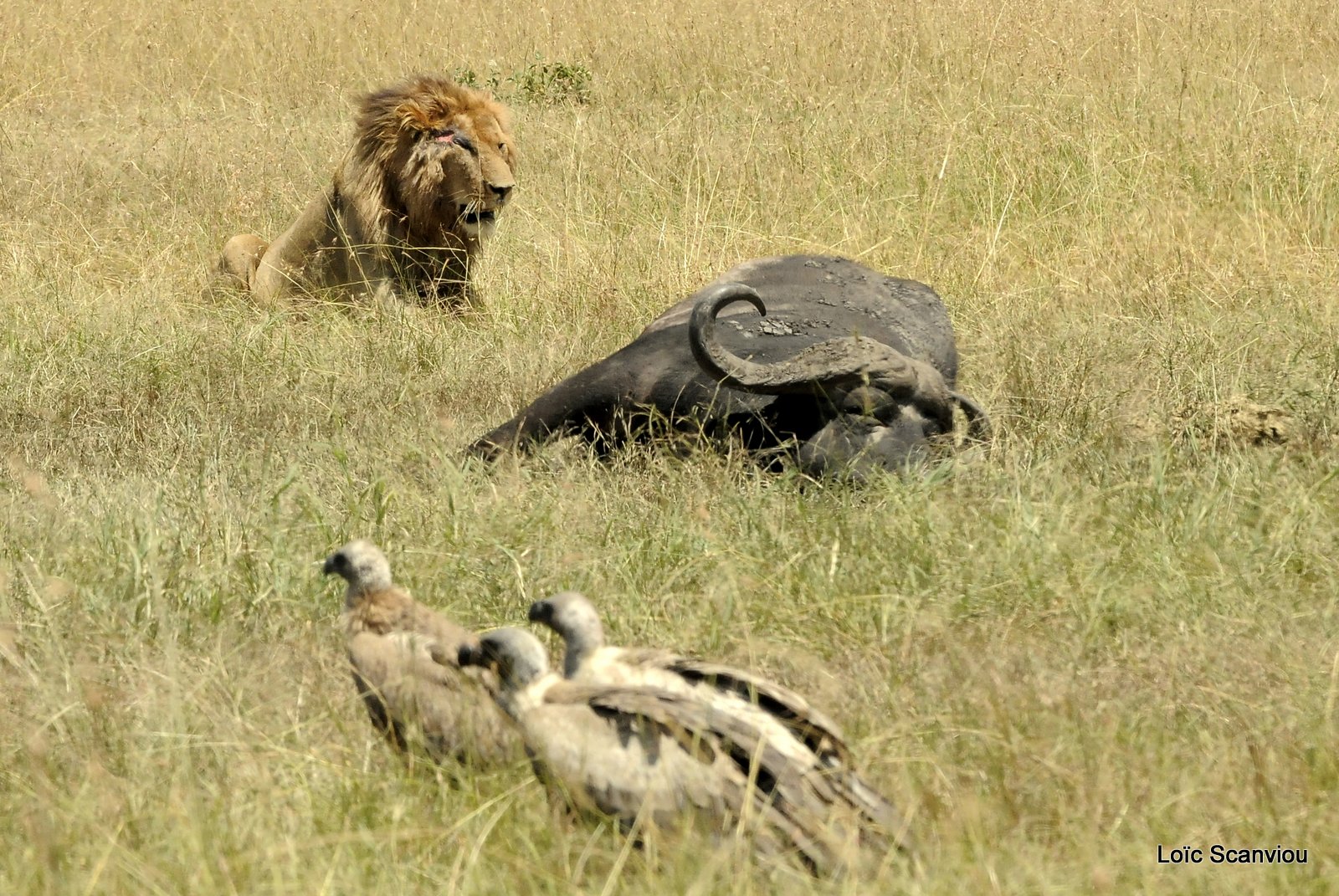 Lion (92)