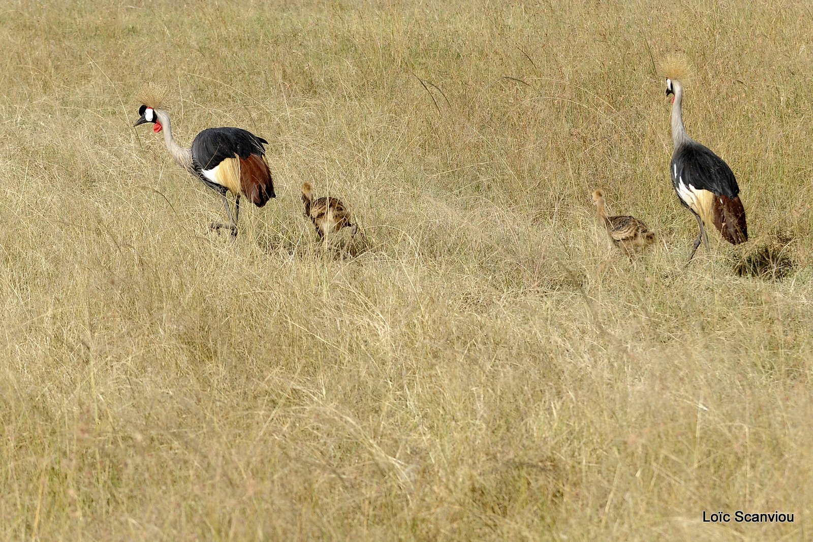 Grue couronnée/Grey-crowned Crane (3)