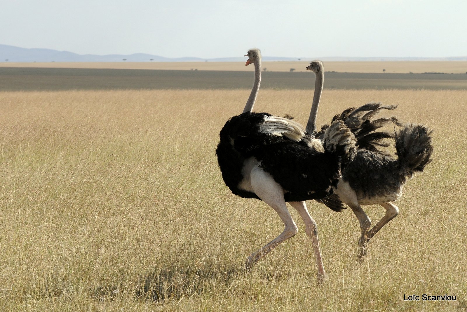 Autruche/Ostrich (3)