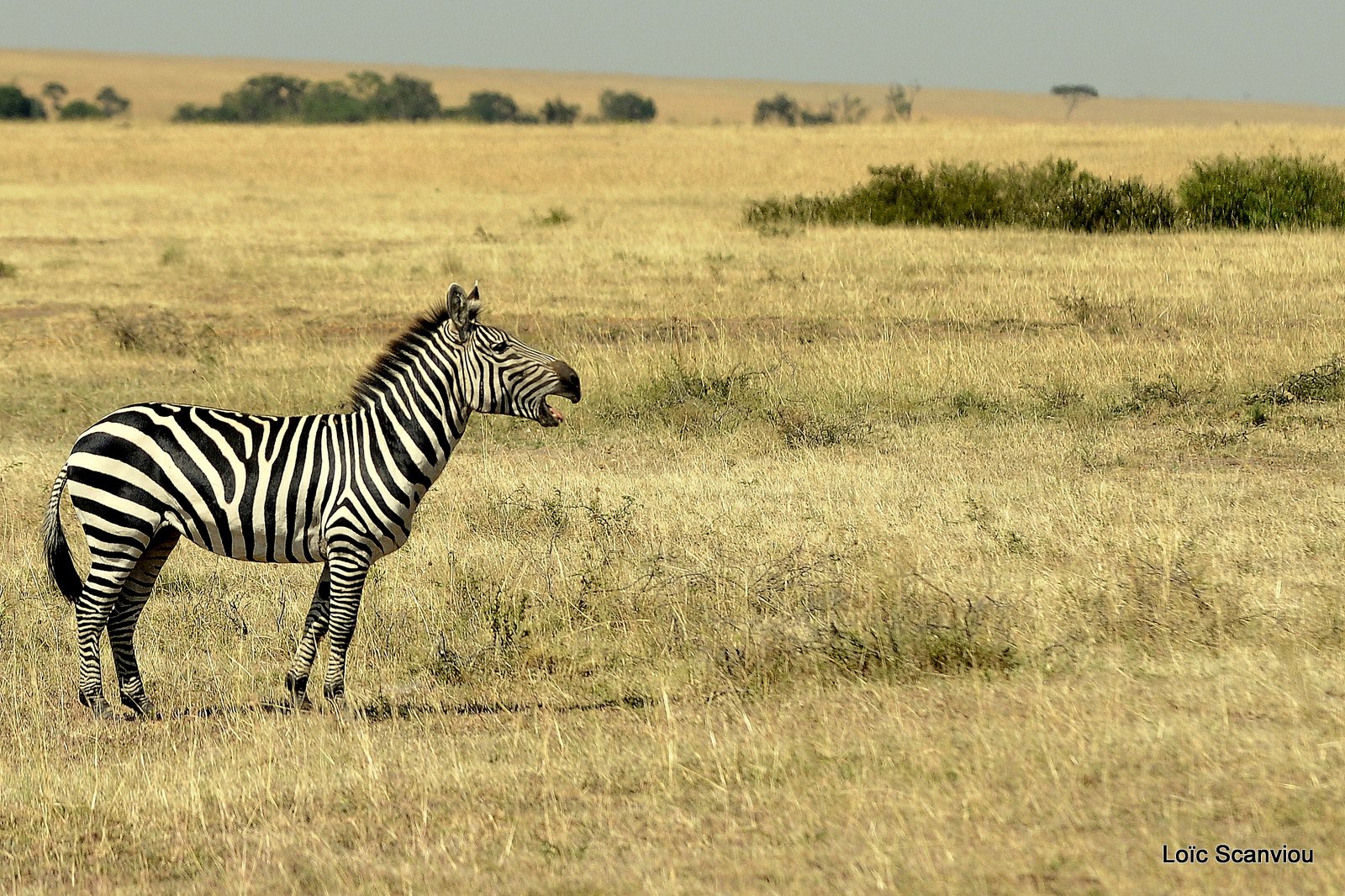 Zèbre/Zebra (21)