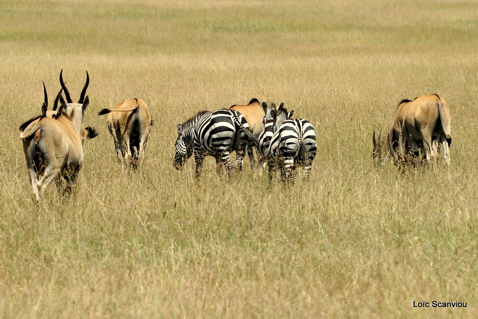 Masaï Mara 2012 (373)