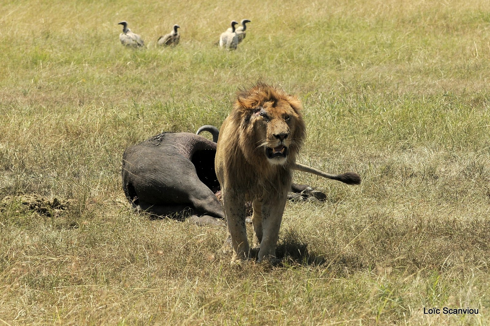 Lion (93)