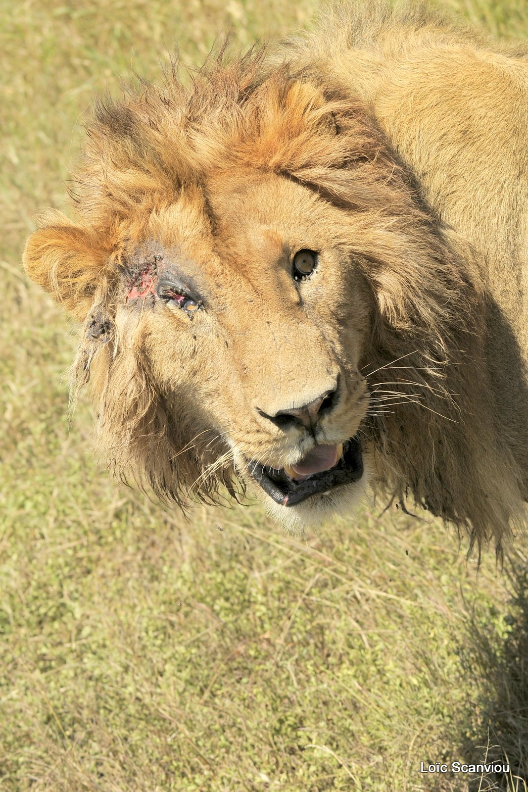 Lion (94)