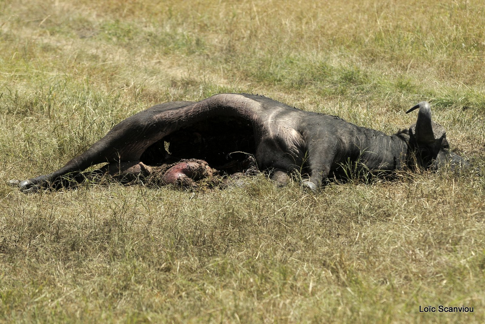 Carcasse de buffle (1)
