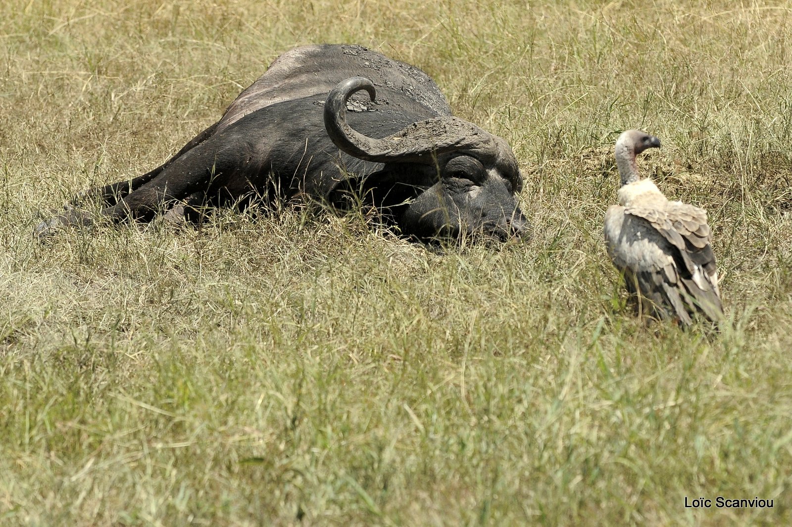 Carcasse de buffle (2)