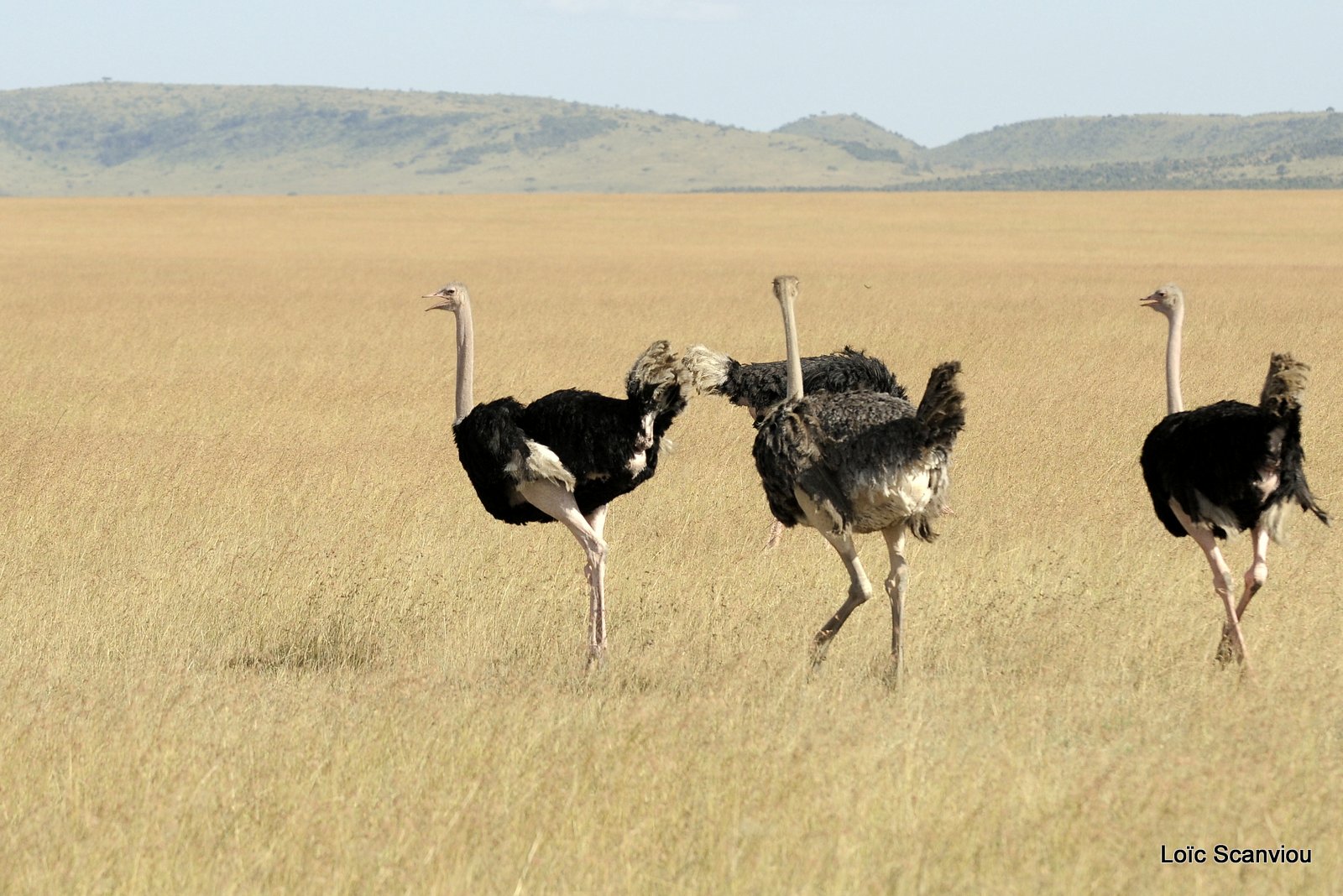Autruche/Ostrich (4)