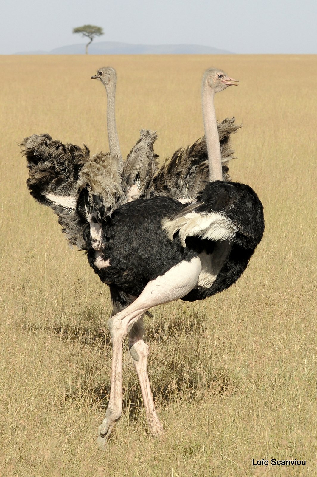 Autruche/Ostrich (5)