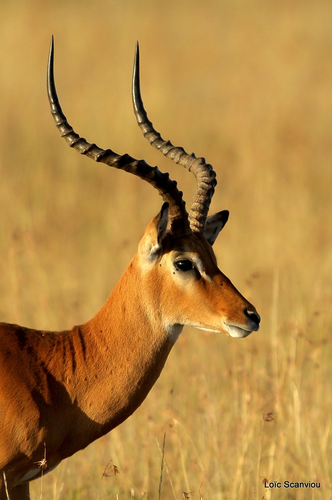 Impala (2)