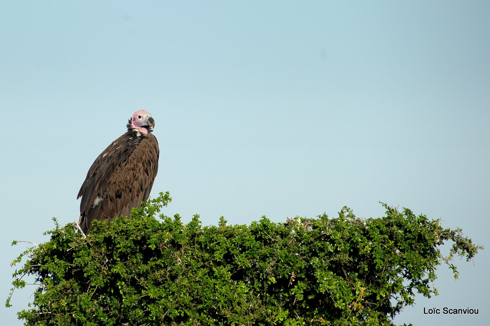 Vautour oricou/Lappet-faced Vulture (4)