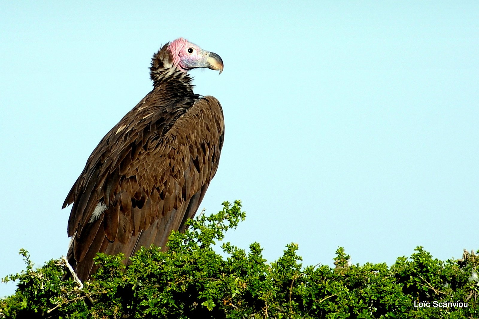 Vautour oricou/Lappet-faced Vulture (5)