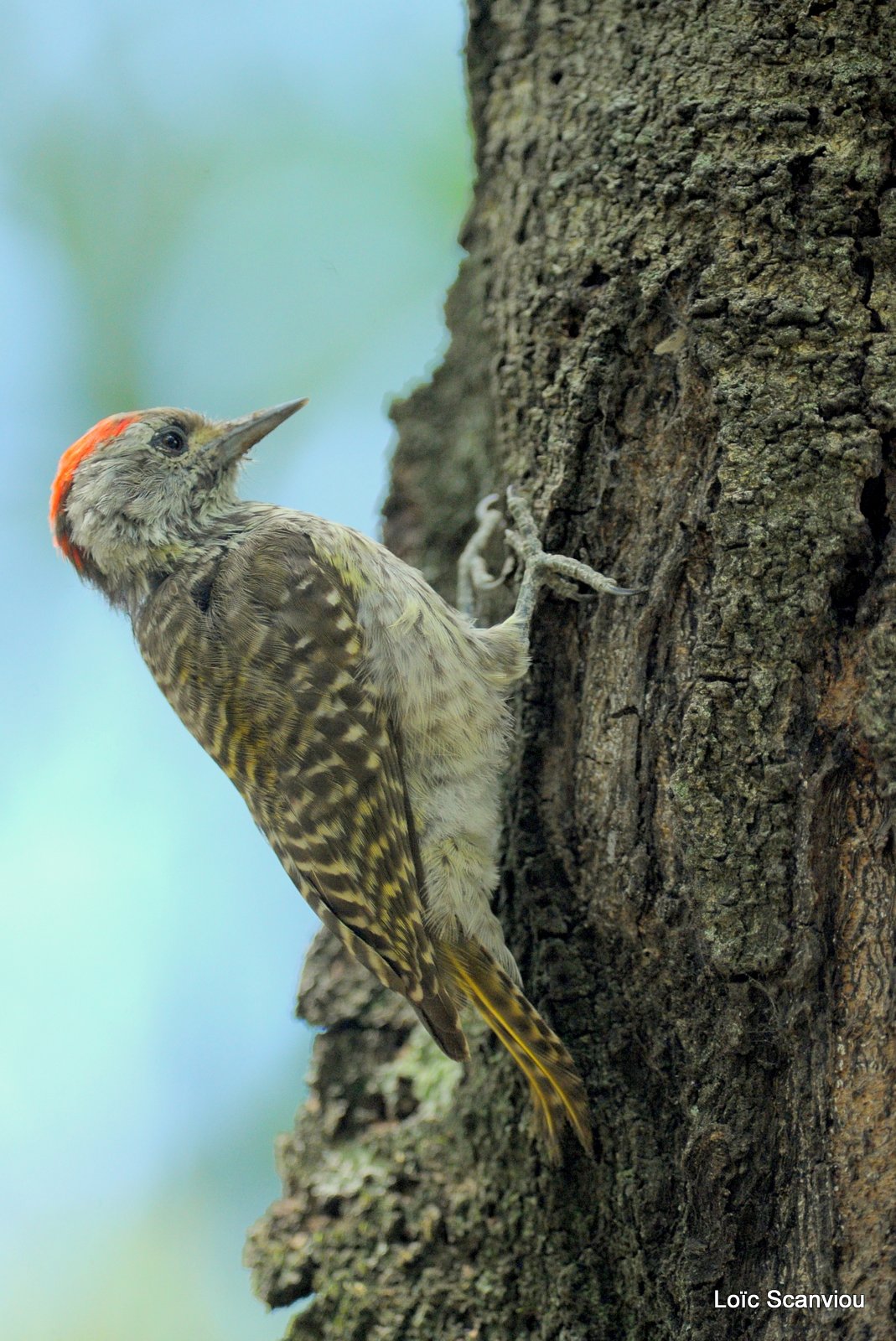Pic de Nubie/Nubian Woodpecker (1)