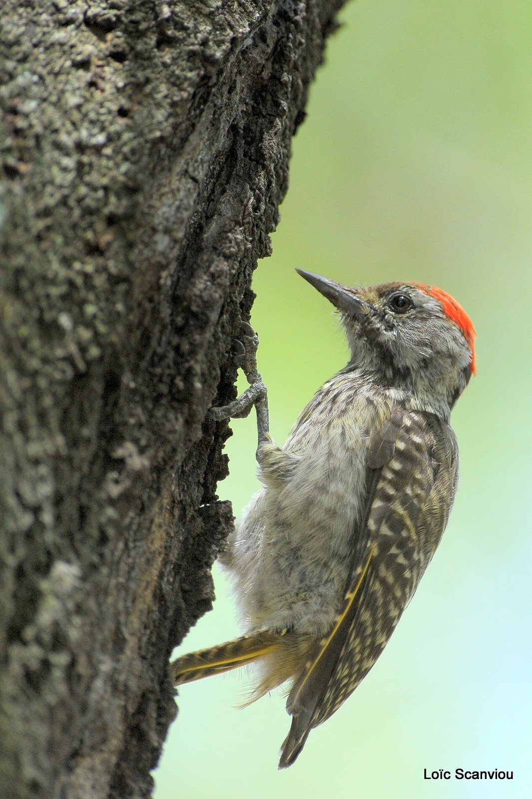 Pic de Nubie/Nubian Woodpecker (2)