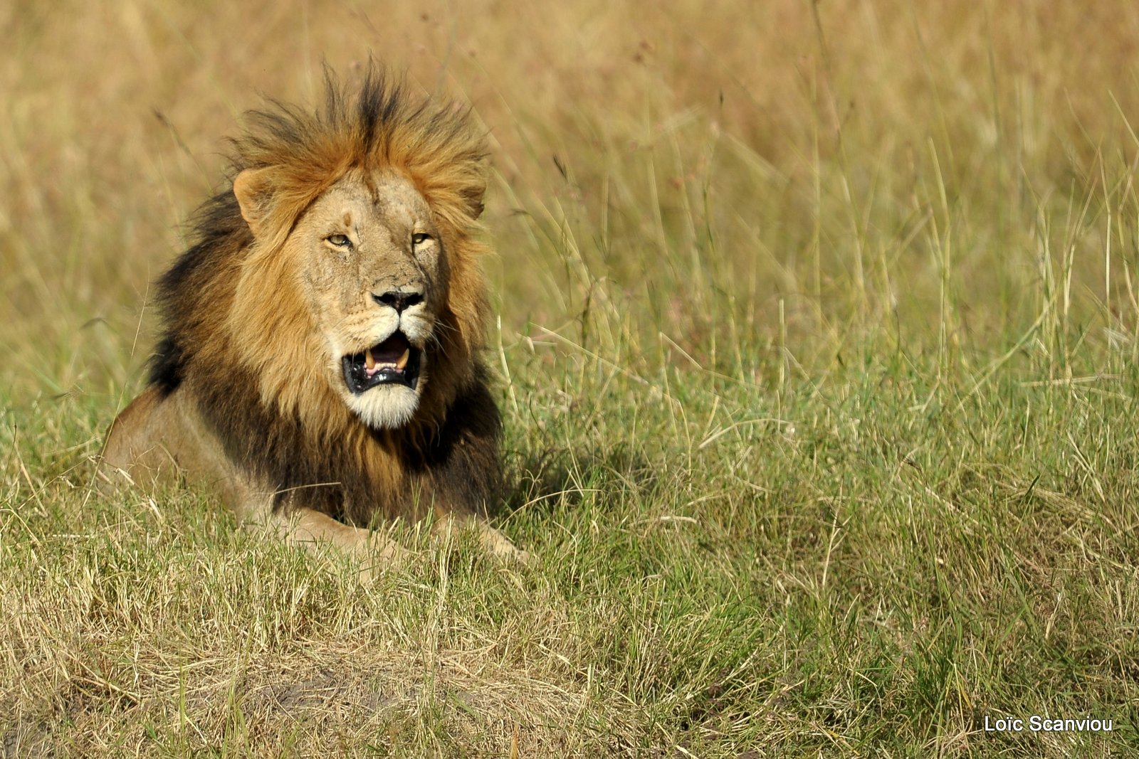 Lion (96)