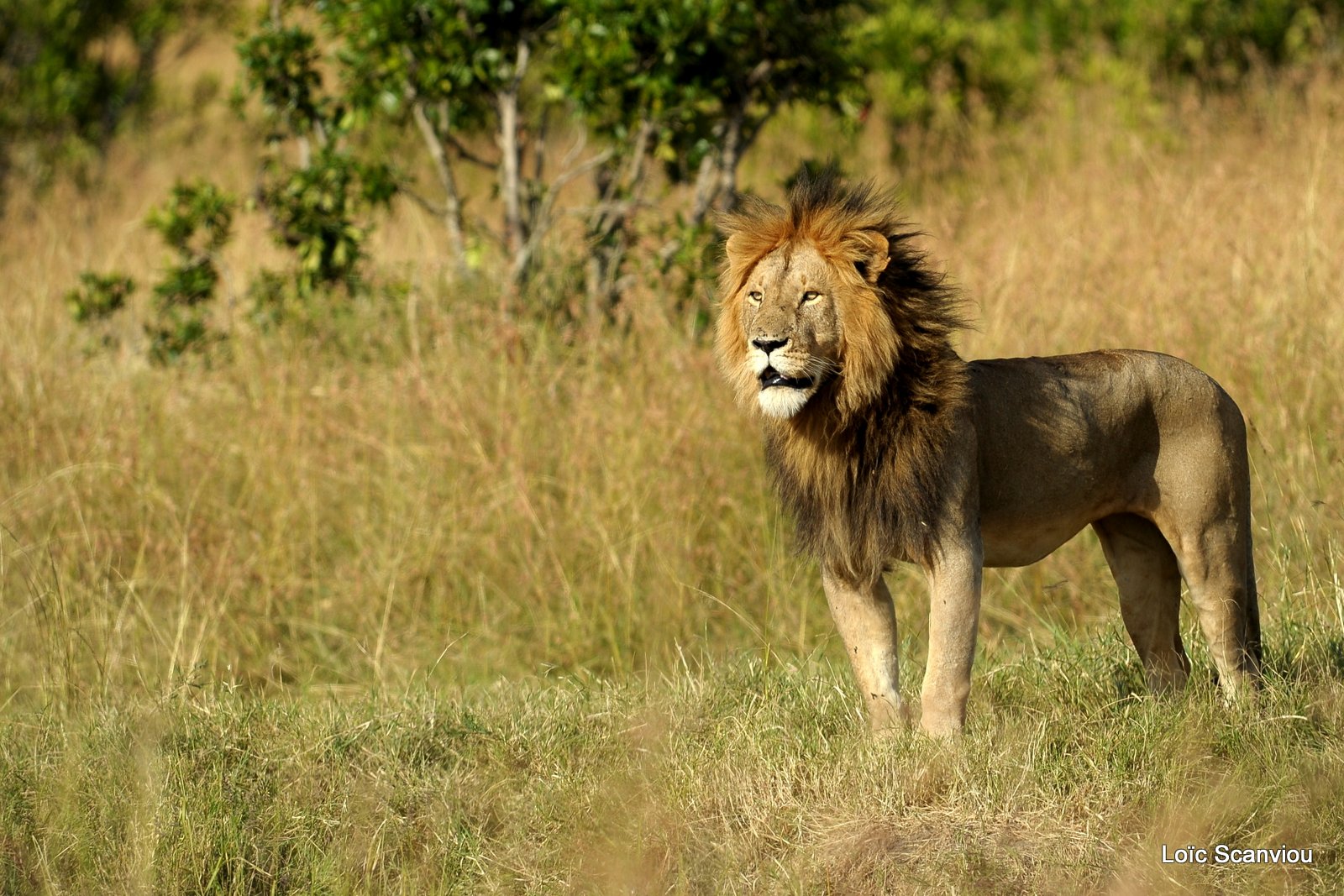 Lion (97)