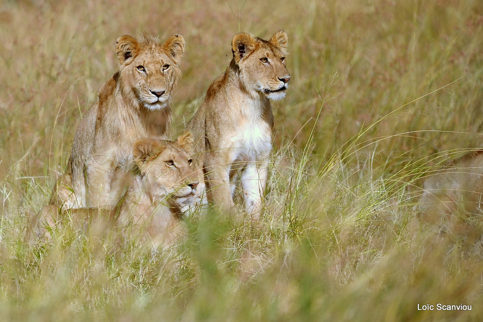 Lion (98)