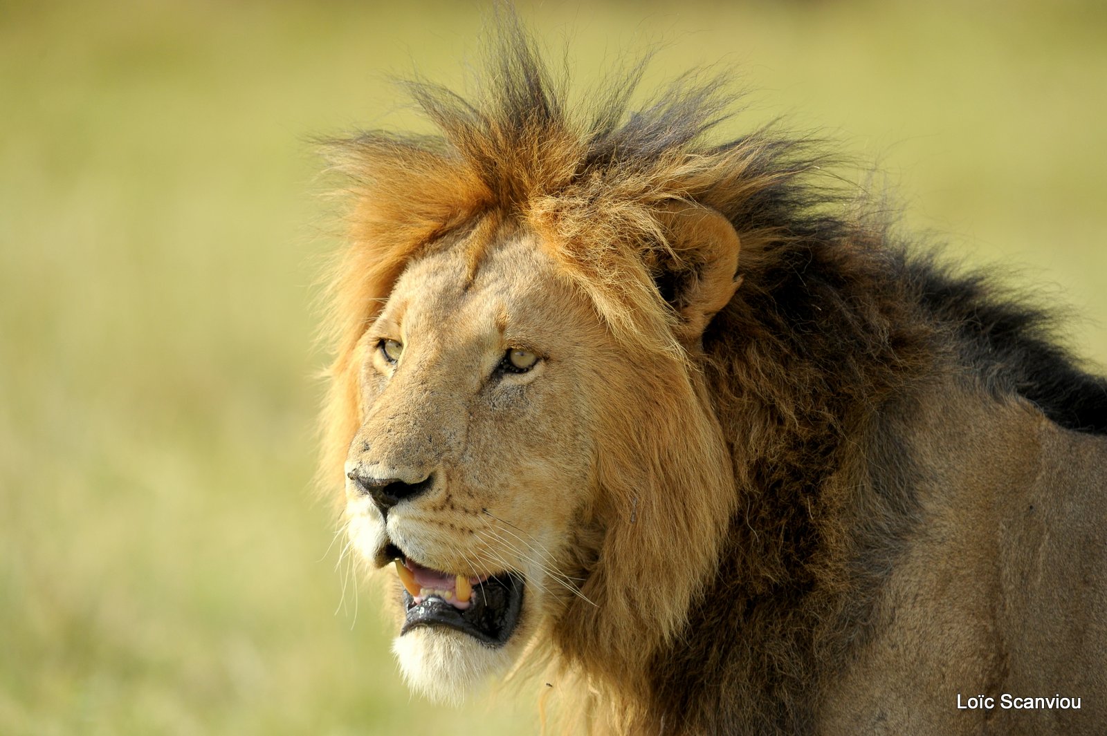 Lion (99)