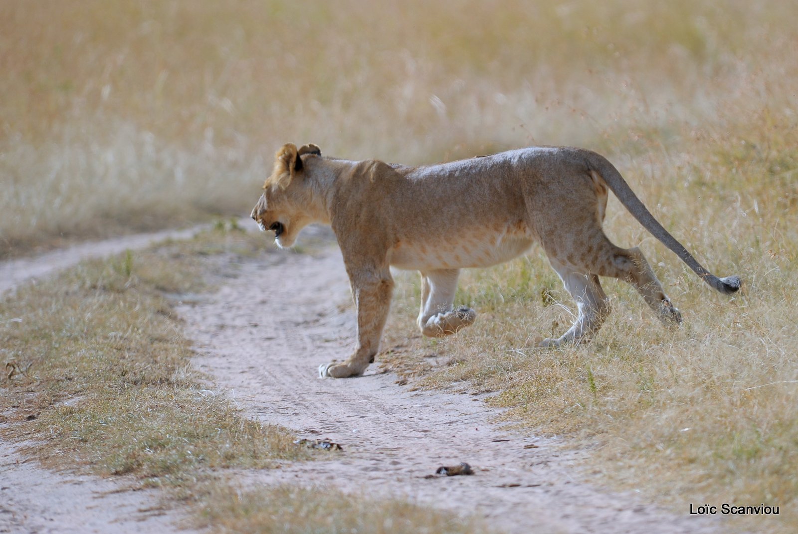 Lion (101)